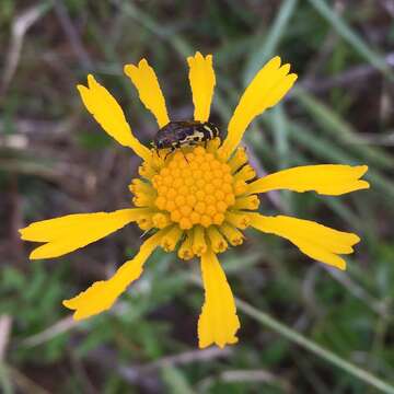 Image of oneflower honeycombhead