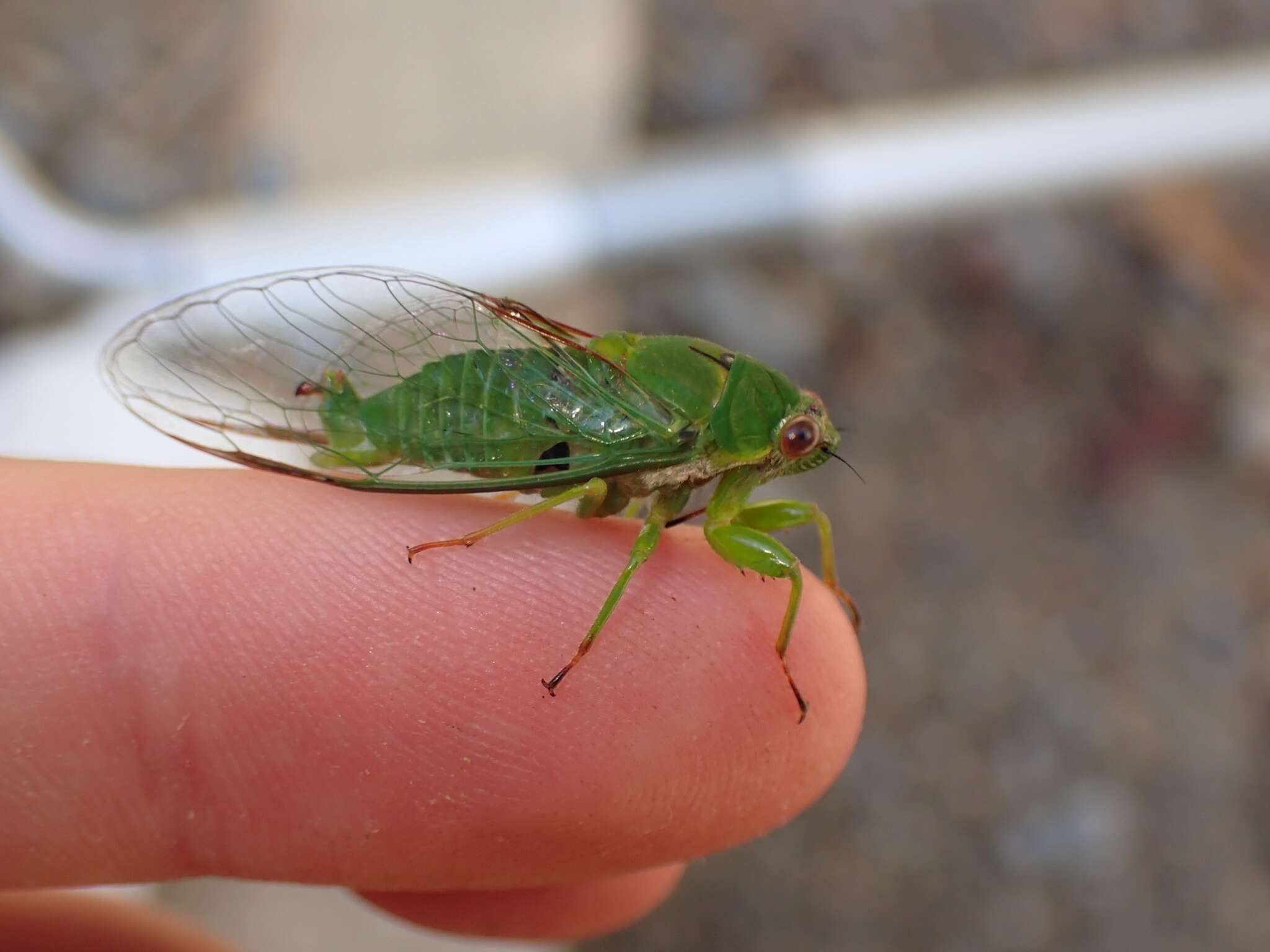 Image of April green cicada