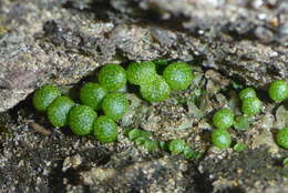 Image of Mannia triandra (Scop.) Grolle