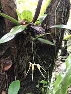 Imagem de Bulbophyllum macraei (Lindl.) Rchb. fil.