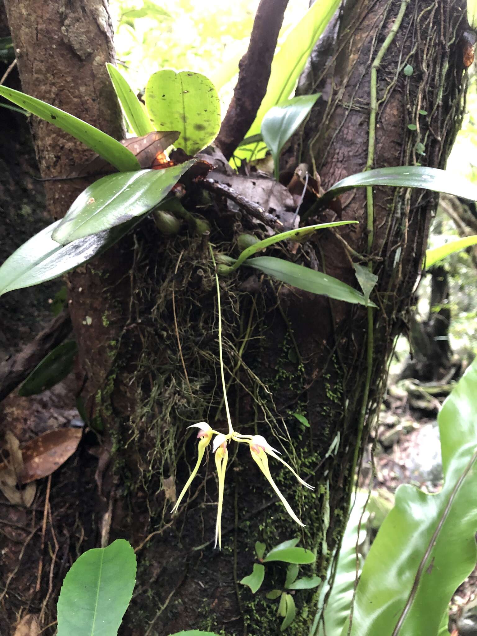 Image of Bulbophyllum macraei (Lindl.) Rchb. fil.