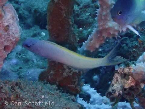 Image of Eye-lash Harptail-Blenny