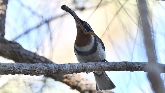 Image of Western Spinebill