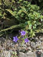 Image of Peach-leaf Bellflower