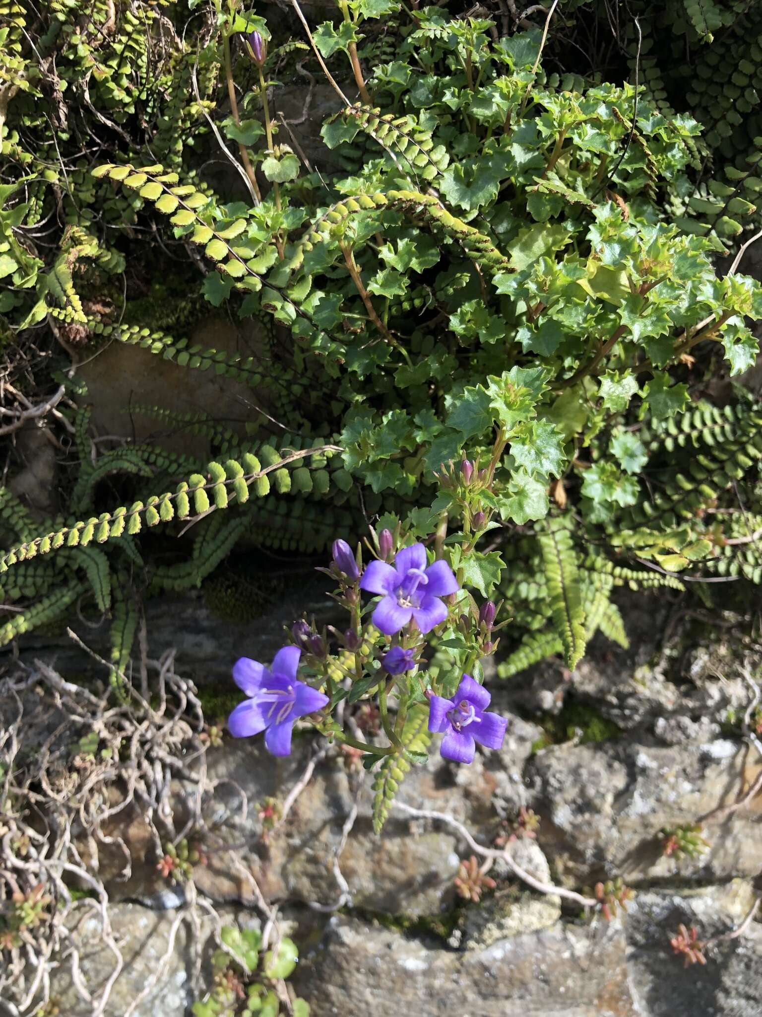 Image of Peach-leaf Bellflower