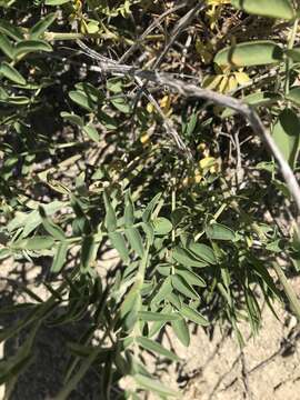 Image of Utah sweetvetch