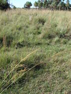 Image of sandysoil Indiangrass