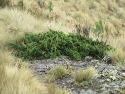 Image de Juniperus monticola subsp. compacta