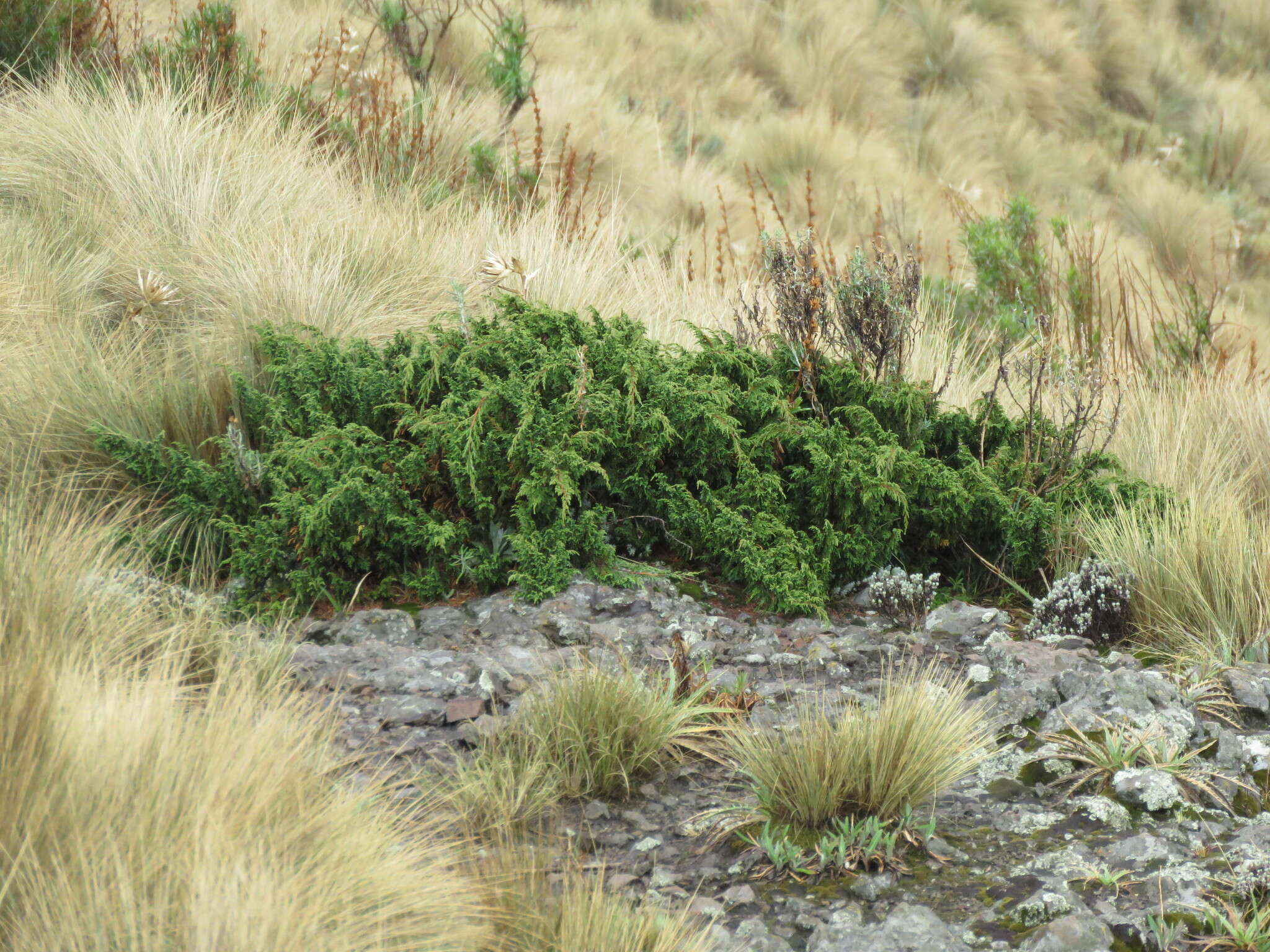 Image of Juniperus monticola subsp. compacta