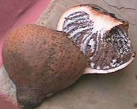 Imagem de Hydnora esculenta Jumelle & Perrier