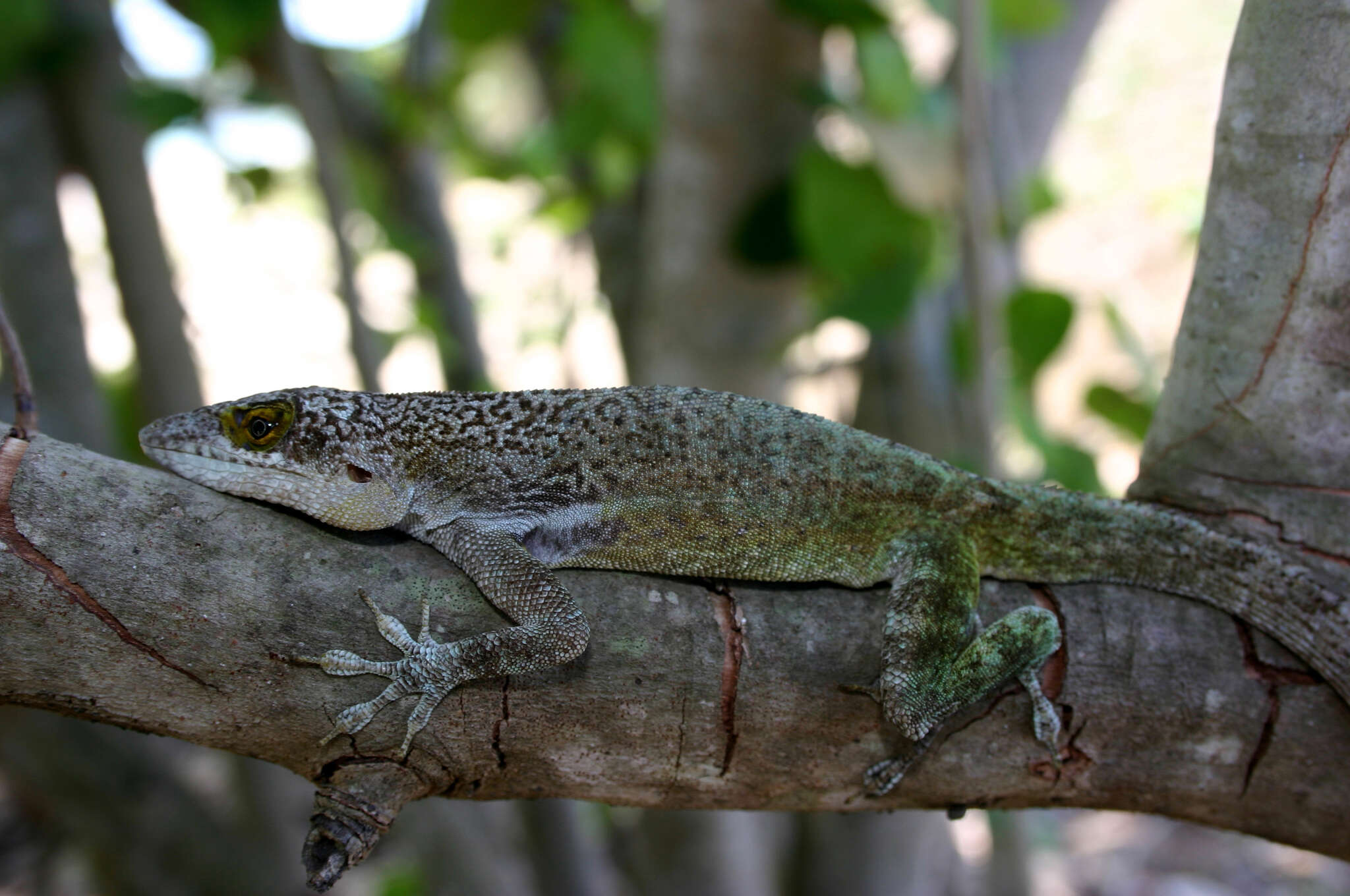 Image of Leach's Anole