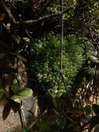 Haworthia transiens (Poelln.) M. Hayashi resmi