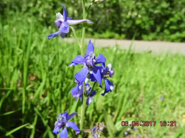 Image of twolobe larkspur