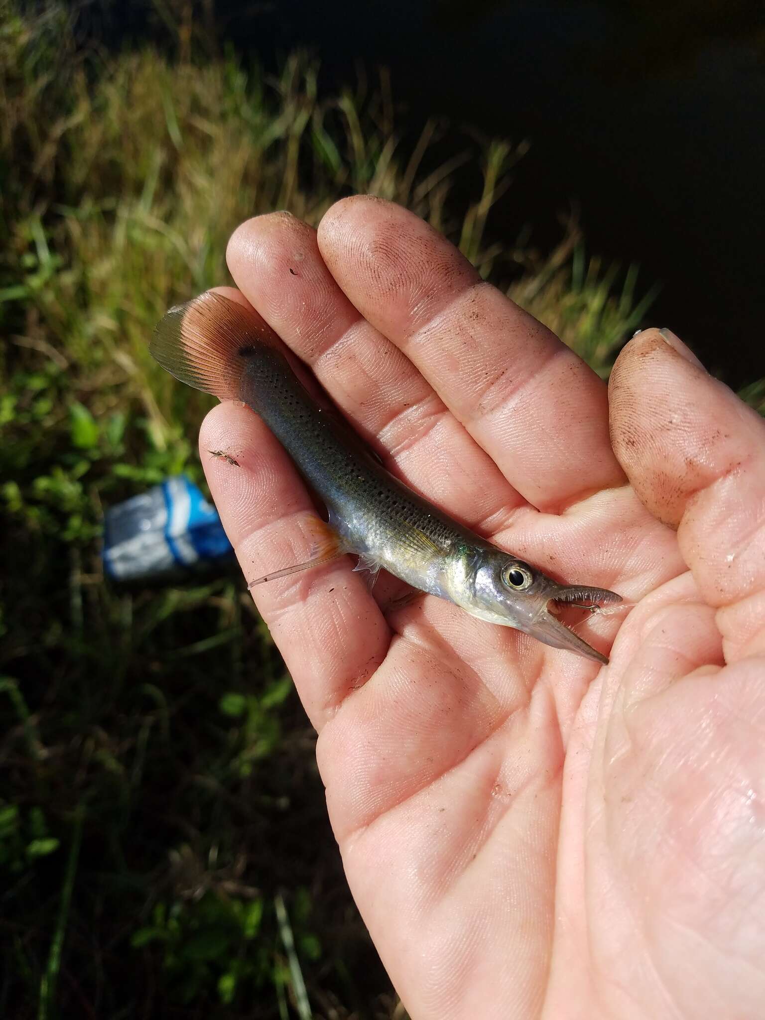 Image of Top minnow