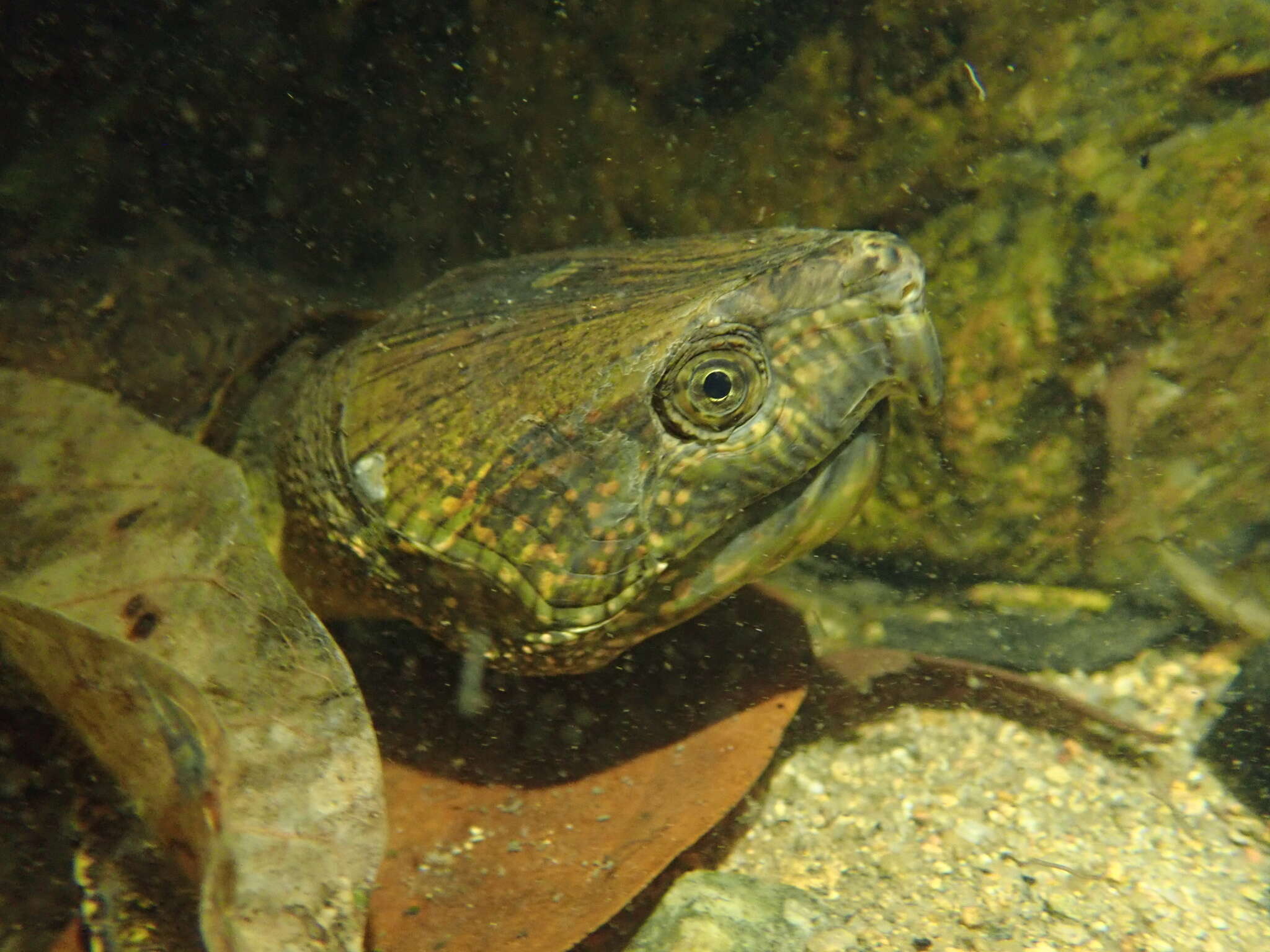 Image of Big-headed Turtle