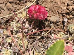 Image of Steens Mountain cushion buckwheat