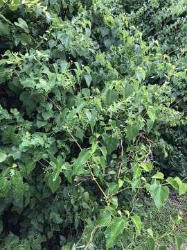 Image of heartleaf peppervine