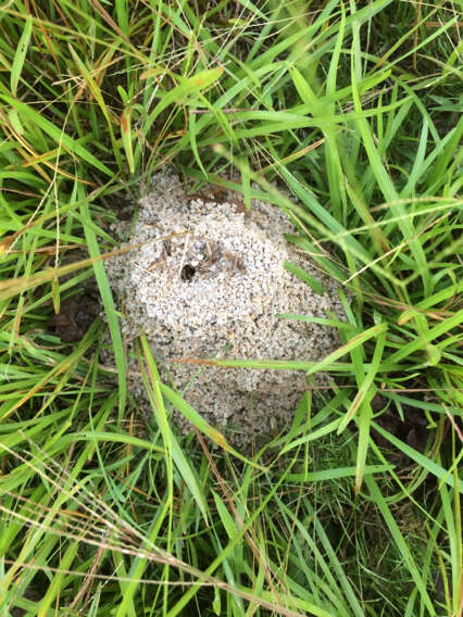 Image of Texas Leaf Cutting Ant