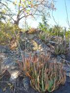 Image of Aloe guillaumetii Cremers