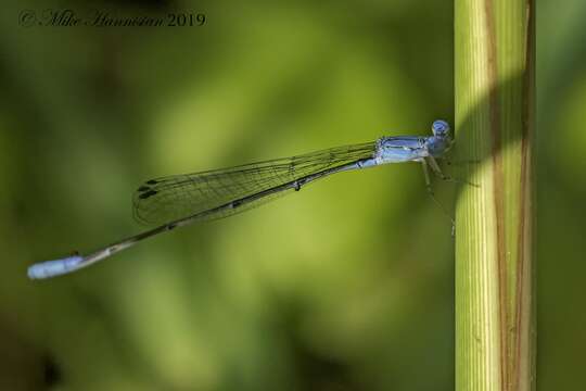 Image of Attentuated Bluet