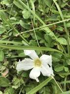 Image of beach morning-glory