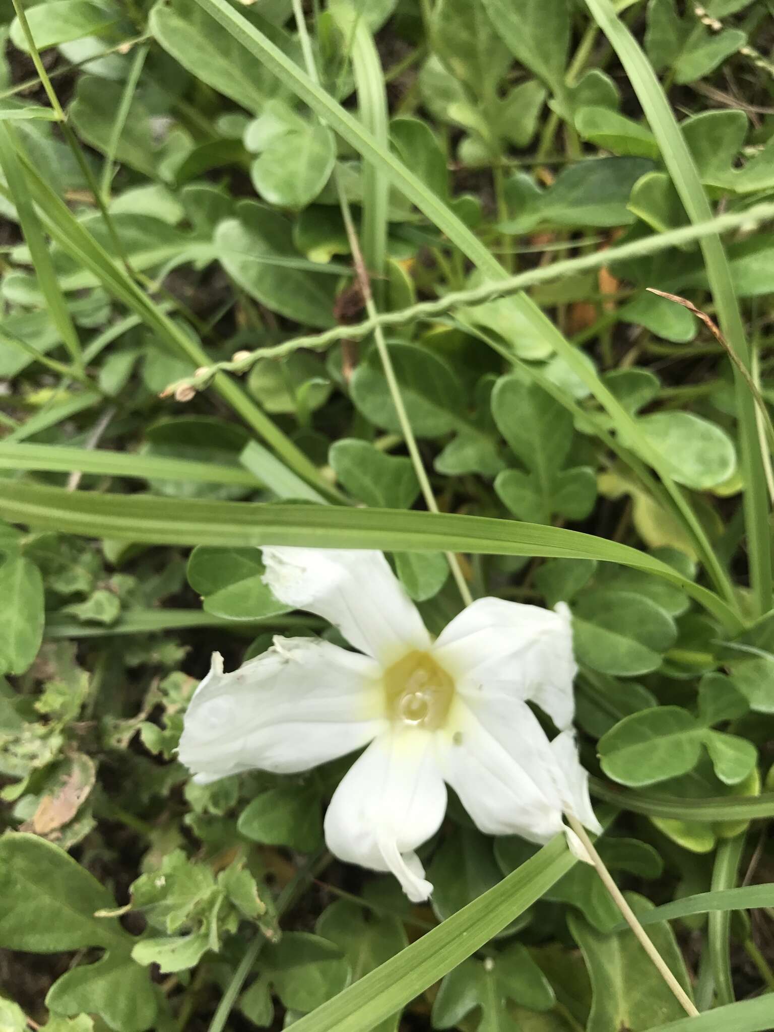 Image of beach morning-glory