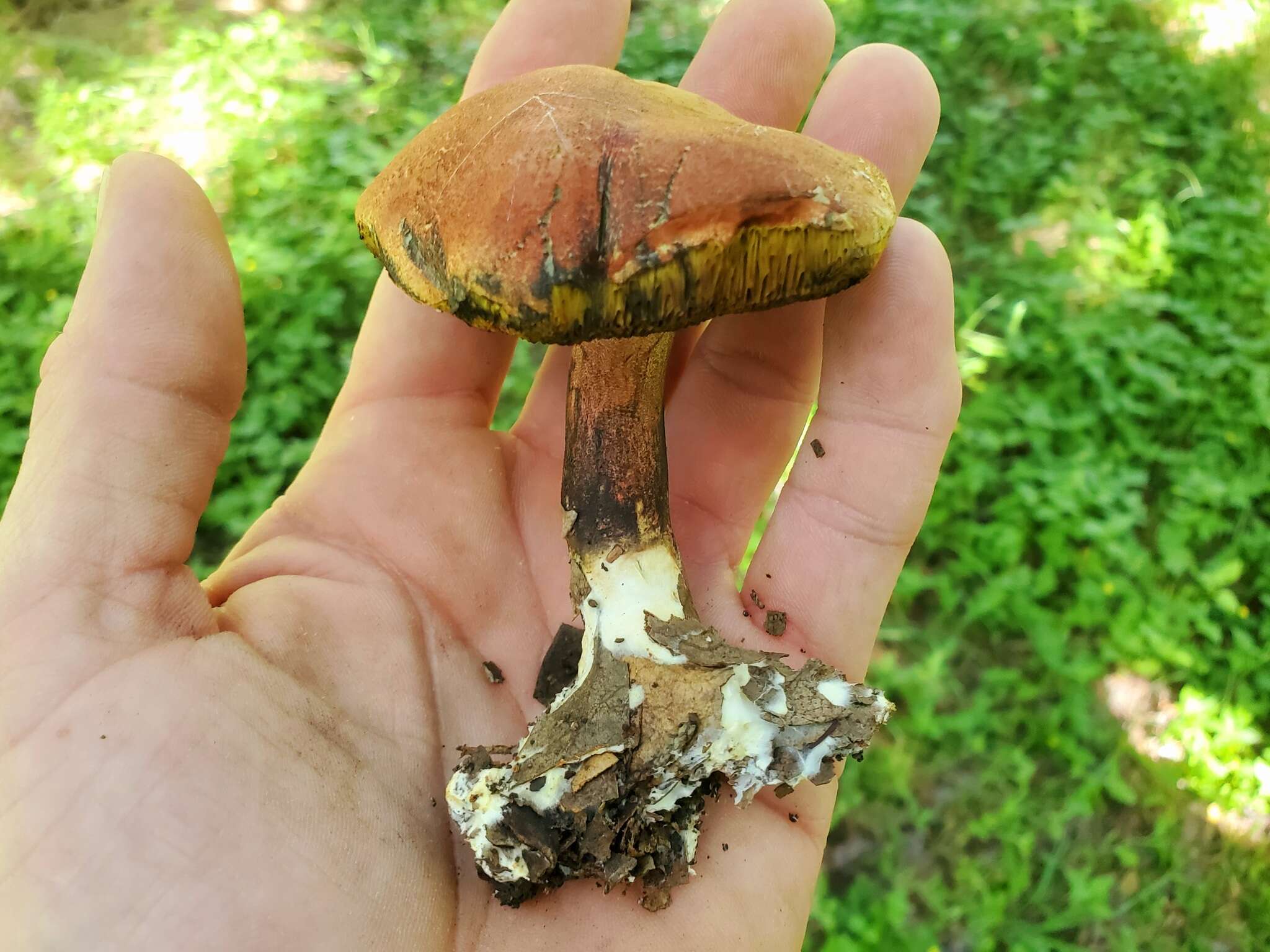 Image of Boletus paulae J. García, Singer & F. Garza-Ocañas 2013