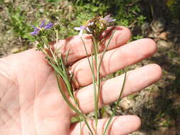 Image of southern prairie aster