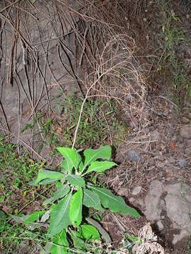 Image of Crambe scaberrima Webb ex Bramwell