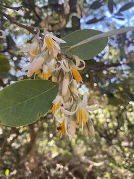 Image of Styrax ferrugineus Nees & Mart.