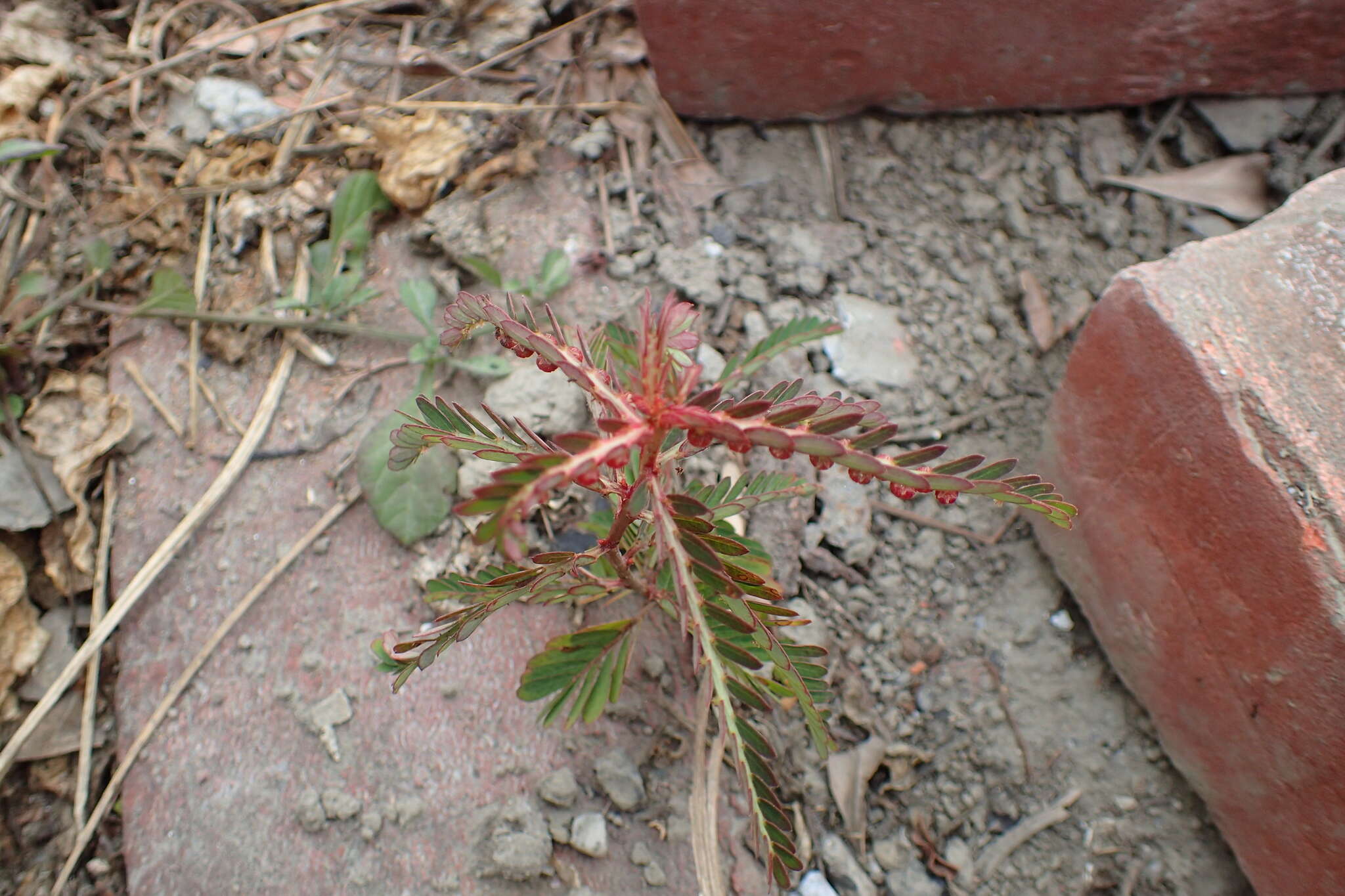 Image of Phyllanthus urinaria subsp. urinaria