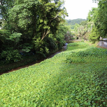 Image of Wild Taro