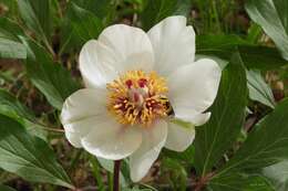 Image of Paeonia mascula subsp. russoi (Biv.) Cullen & Heywood