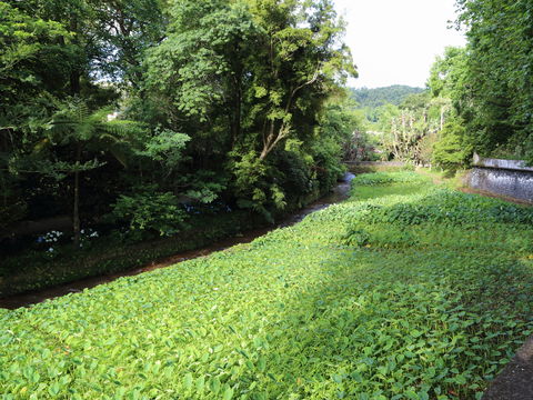 Image of Wild Taro