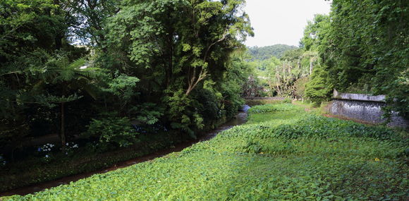 Image of Wild Taro