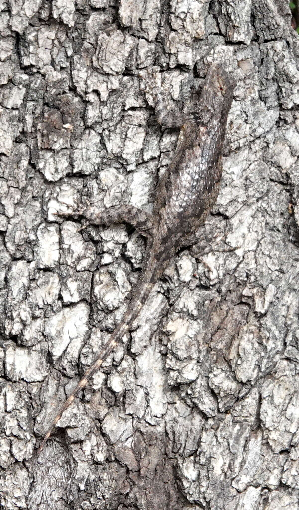 Image of Sceloporus clarkii clarkii Baird & Girard 1852