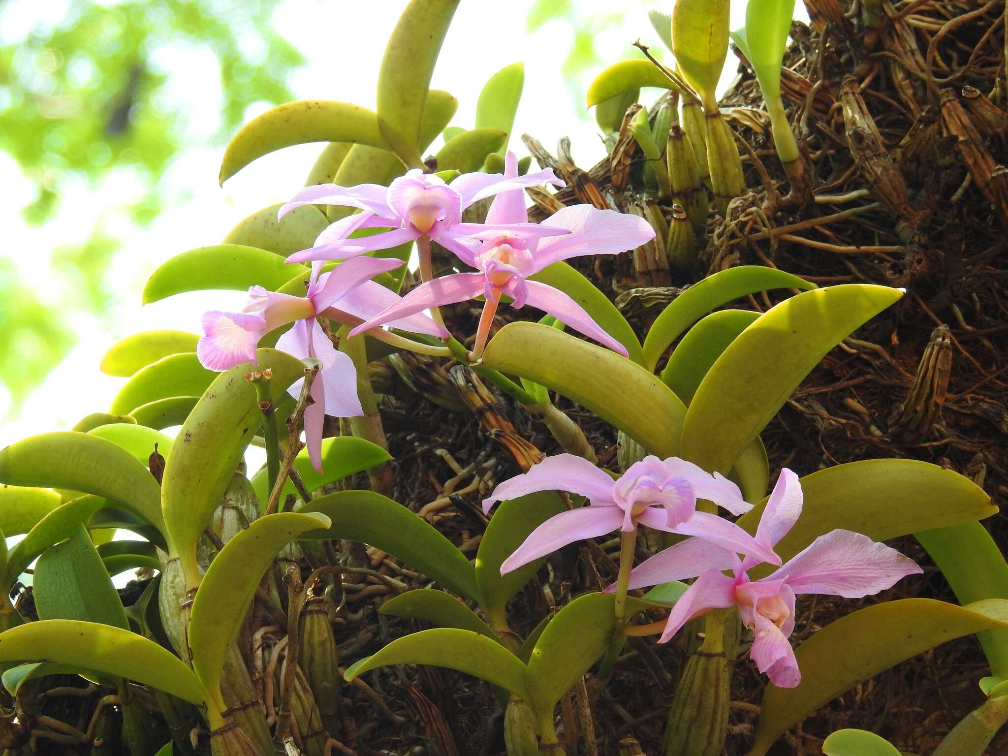 Image of Cattleya nobilior Rchb. fil.