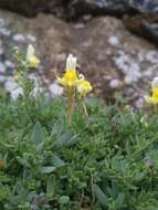 Image of Linaria polygalifolia subsp. aguillonensis (García Mart.) S. Castroviejo & E. Lago