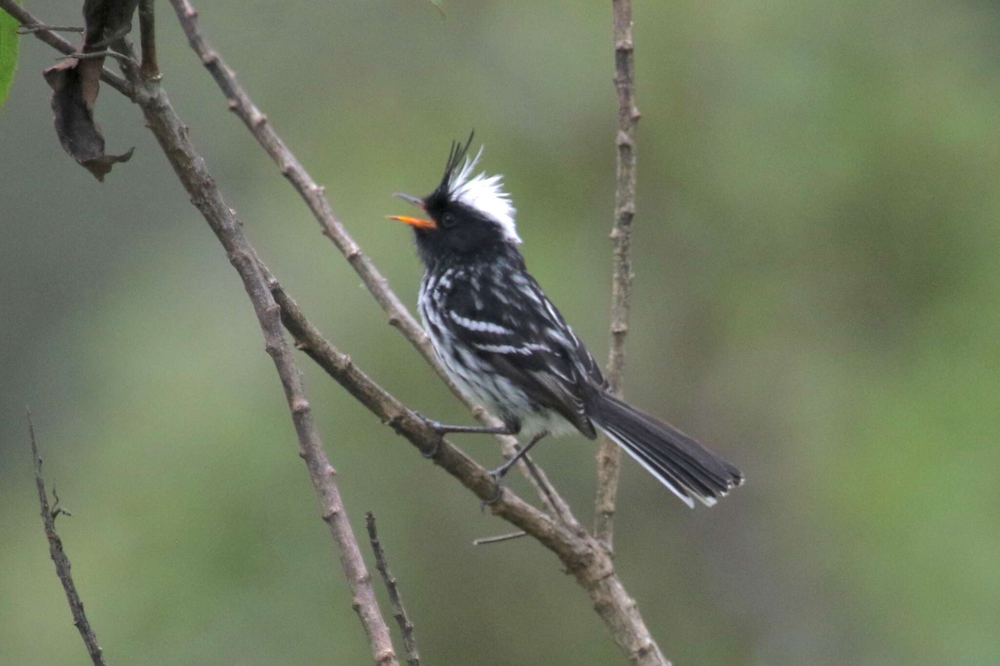 Image of Black-crested Tit-Tyrant