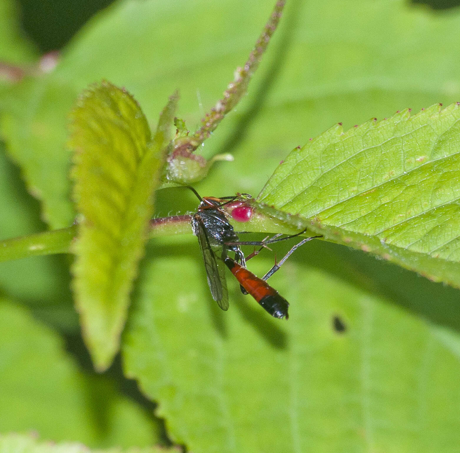 Image of Dusona bicoloripes (Ashmead 1906)