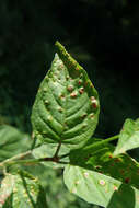 Image of Puccinia circaeae Pers. 1794