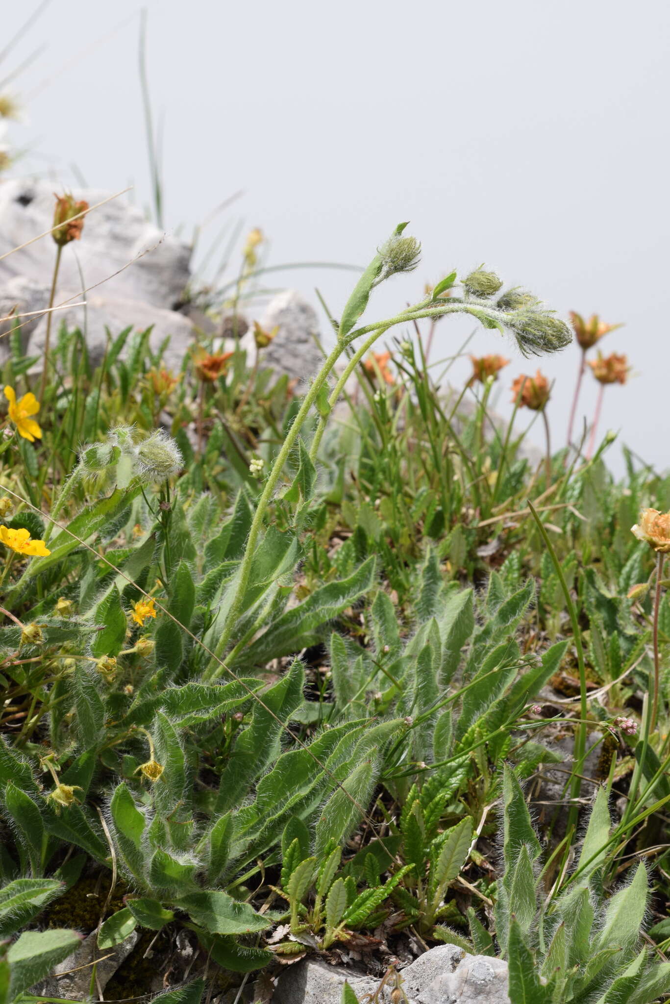 Image of Hieracium pilosum Schleicher ex Froelich