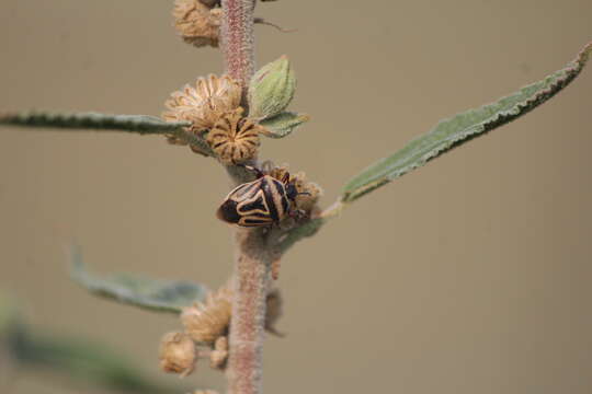 Image of Two-spotted Stink Bug