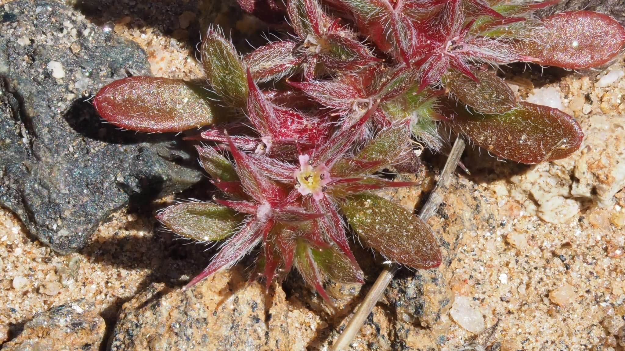 Image of knotweed spineflower