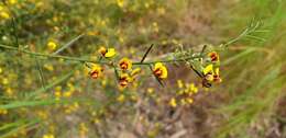 Image of Daviesia genistifolia Benth.