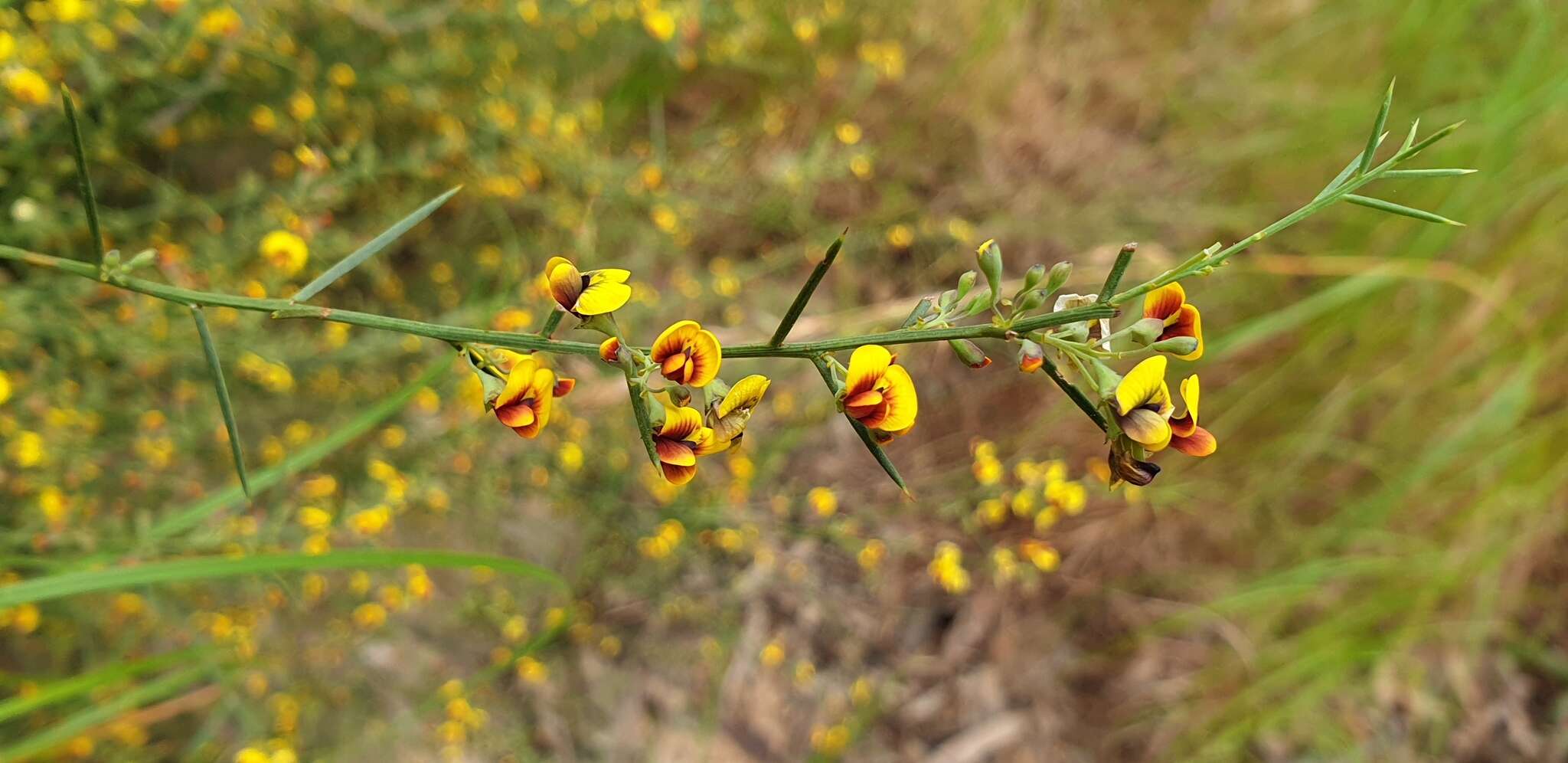 Image of Daviesia genistifolia Benth.