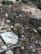 Image of Pacific Jumping Mouse