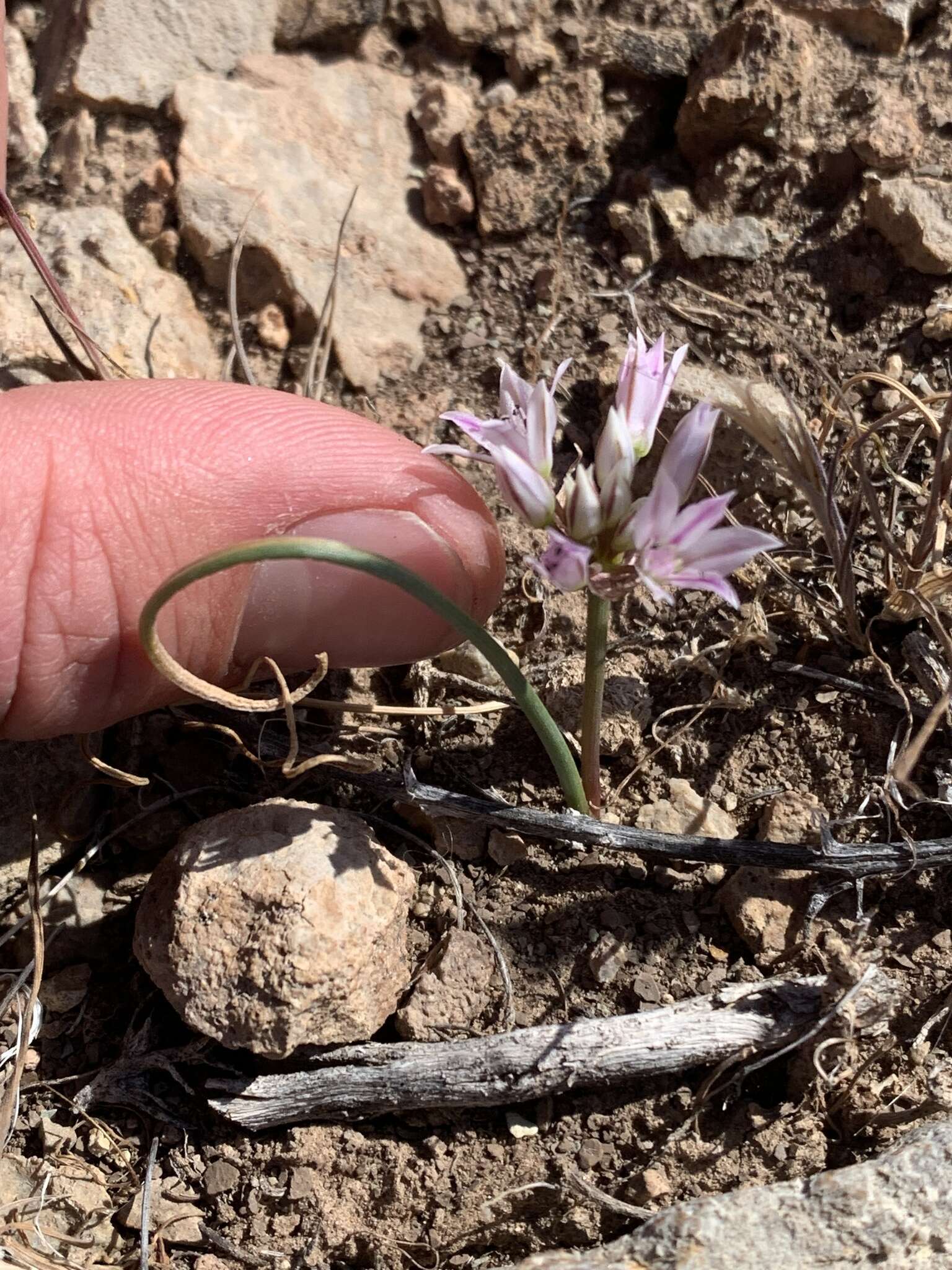 Image of Nevada onion