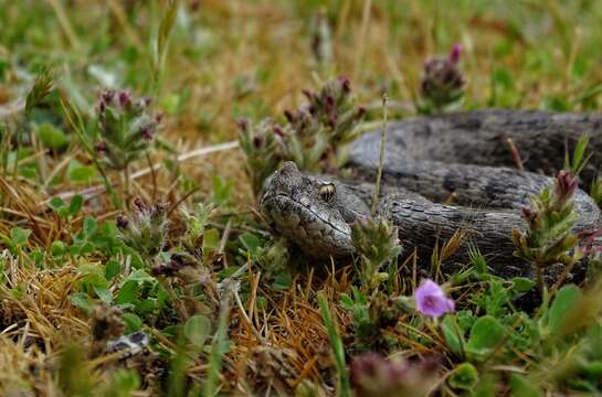 Image of Lataste's Viper