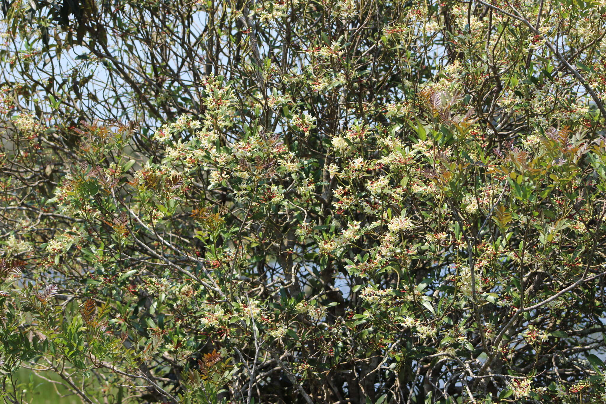 Image of Drimys angustifolia Miers